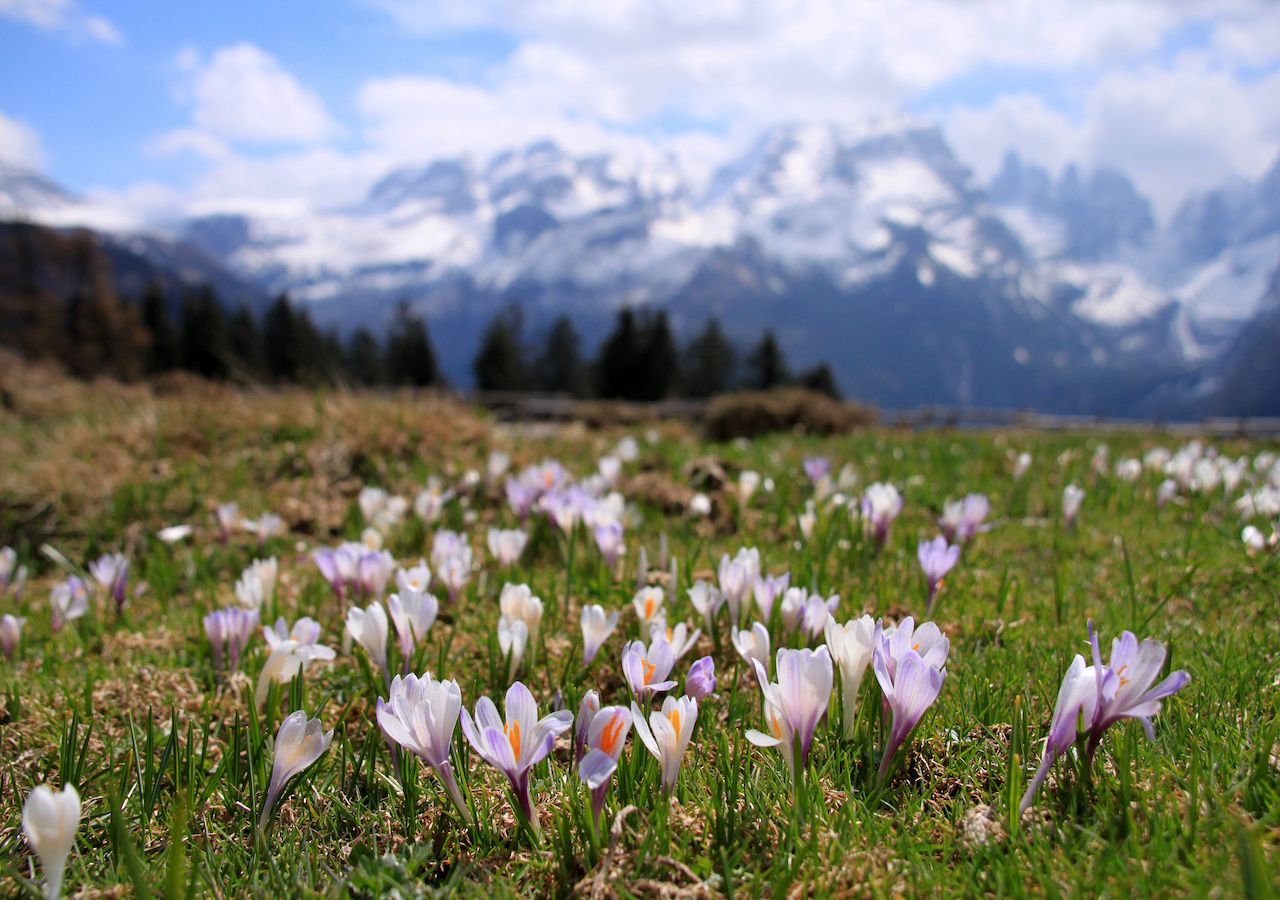 Fioritura di crocus a malga Ritorto, nelle Dolomiti di Brenta. Le Alpi sono ancora innevate, ma nonotante appaiono bianche il manto nevoso è scarso e si aggrava la sicità idrologica.