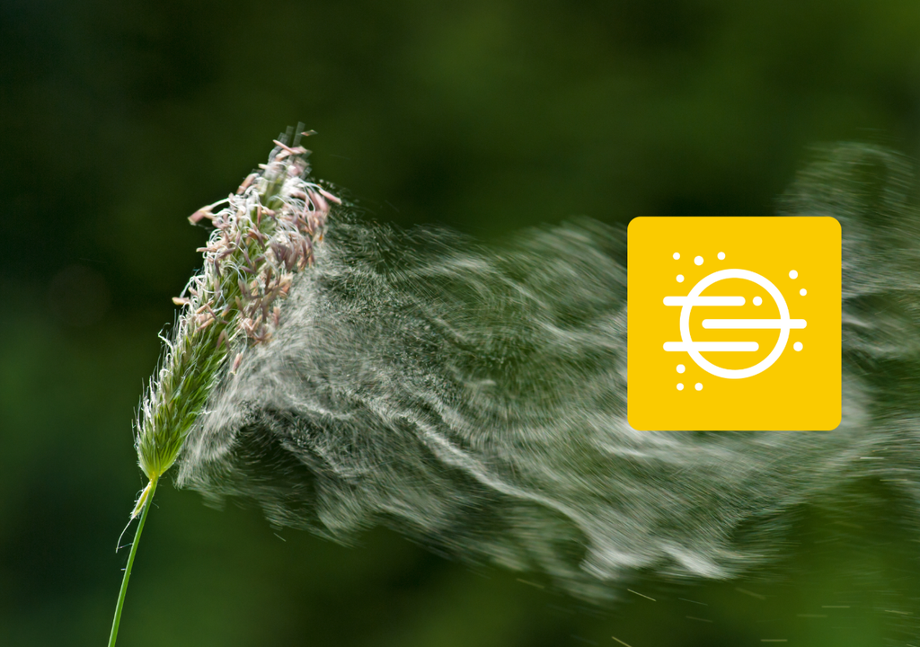 Les pollens de gramiénes sont encore peu présents mais vont augmenter au fil de ces prochaines semaines. Les pollens de gramiénes sont encore peu présents mais vont augmenter au fil de ces prochaines semaines.