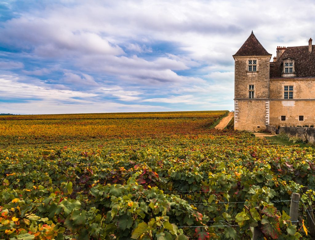 Bourgogne automne vignes