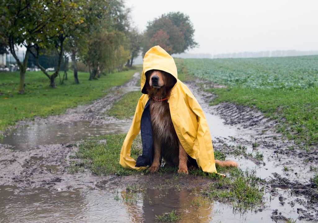hund, regenwetter, herbst