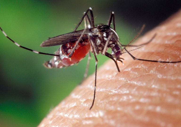 Mosquito tigre Mosquito tigre