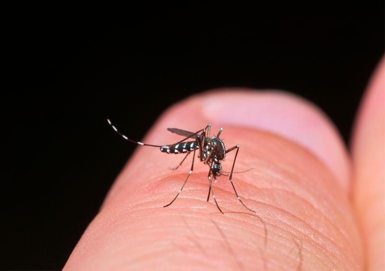 Meteorología y COVID, los mejores amigos del mosquito tigre Meteorología y COVID, los mejores amigos del mosquito tigre