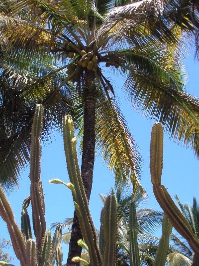 Vegetación exuberante de la zona