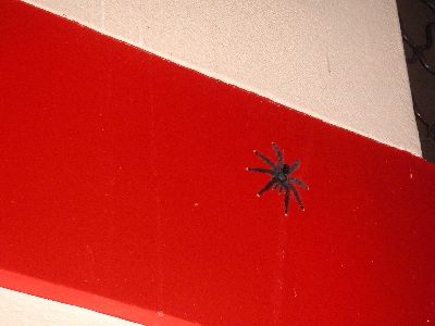 Araña descomunal (Era más grande que una mano)