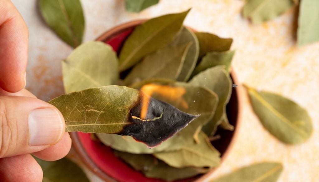 feng shui alloro Nel Feng Shui le foglie di alloro possono essere bruciate per purificare gli ambienti