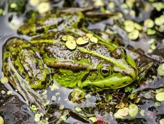 México alberga 360 especies de anfibios: desde ajolotes a cecilias, descubre los más sorprendentes 