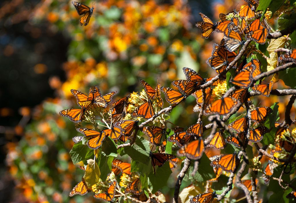 Llegan las primeras mariposas monarcas a los santuarios de Michoacán.