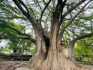 Así es el Árbol Milenario de México: la grandiosidad del corazón de Arroyo Seco