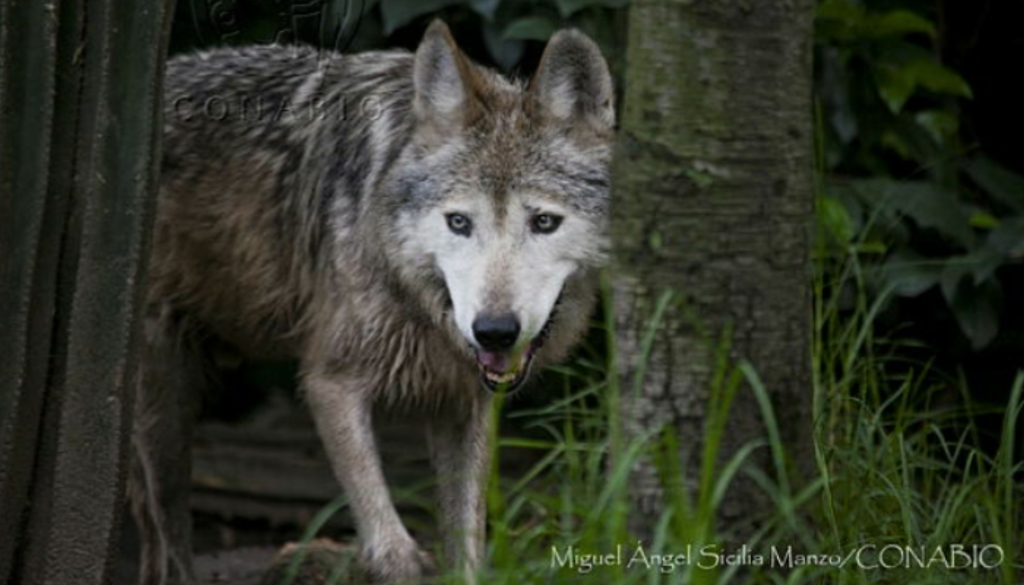 La Biblioteca Digital es de acceso libre y si necesitas una fotografía de alta resolución, puedes hacer una solicitud en el sitio especificando la utilización del material. Imagen del lobo gris mexicano tomada de CONABIO.