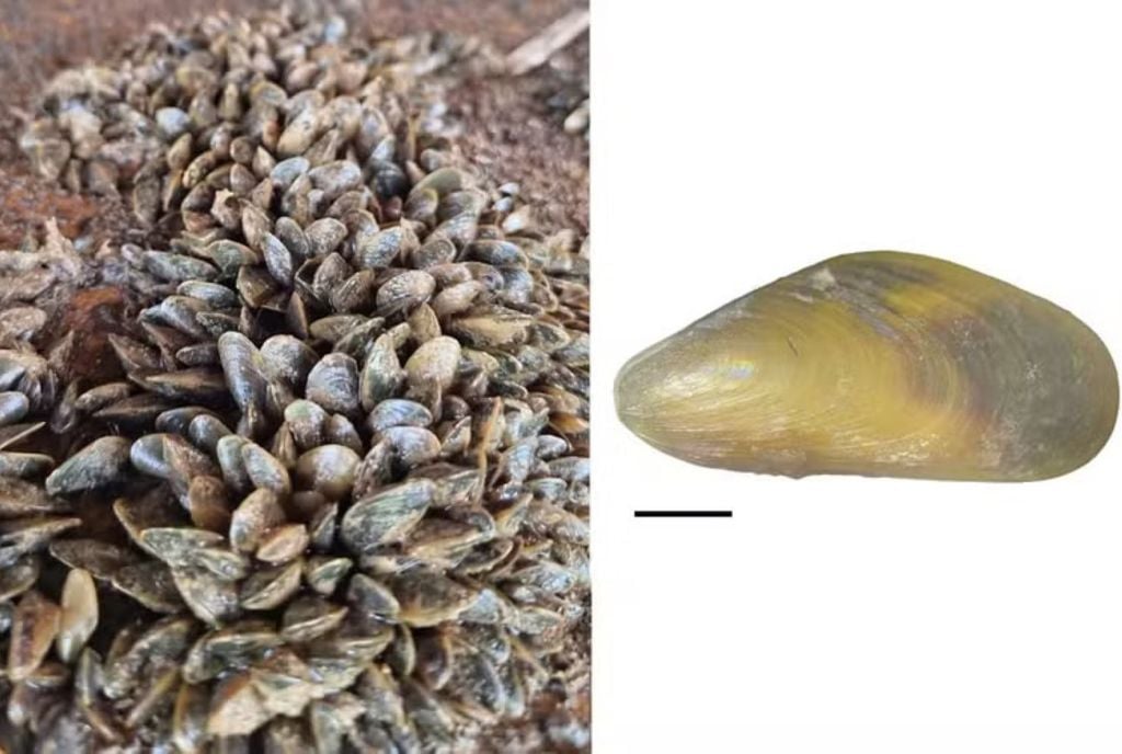 Espécie invasora mexilhão-dourado, que tem de 2 a 22 mm de comprimento, e que preocupa cientistas — Foto: Agência Bori Espécie invasora mexilhão-dourado, que tem de 2 a 22 mm de comprimento, e que preocupa cientistas — Foto: Agência Bori