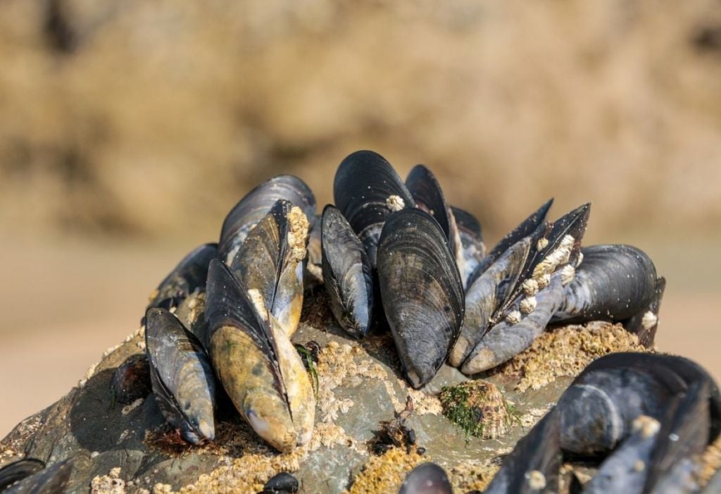 Estudo revela expansão acelerada do mexilhão-dourado no rio Tocantins, com riscos ambientais crescentes para a Amazônia Estudo revela expansão acelerada do mexilhão-dourado no rio Tocantins, com riscos ambientais crescentes para a Amazônia