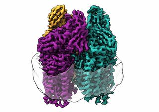 Microbiología: bacterias comen metano y lo convierten en combustible