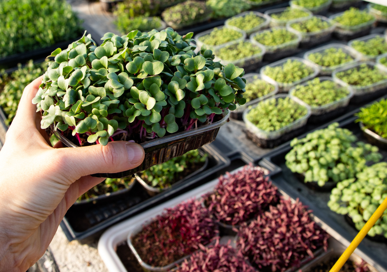 Con el aumento de la conciencia sobre la alimentación saludable, más personas buscan maneras prácticas de incluir más vegetales en su dieta, y los microgreens cumplen perfecto con esa función.