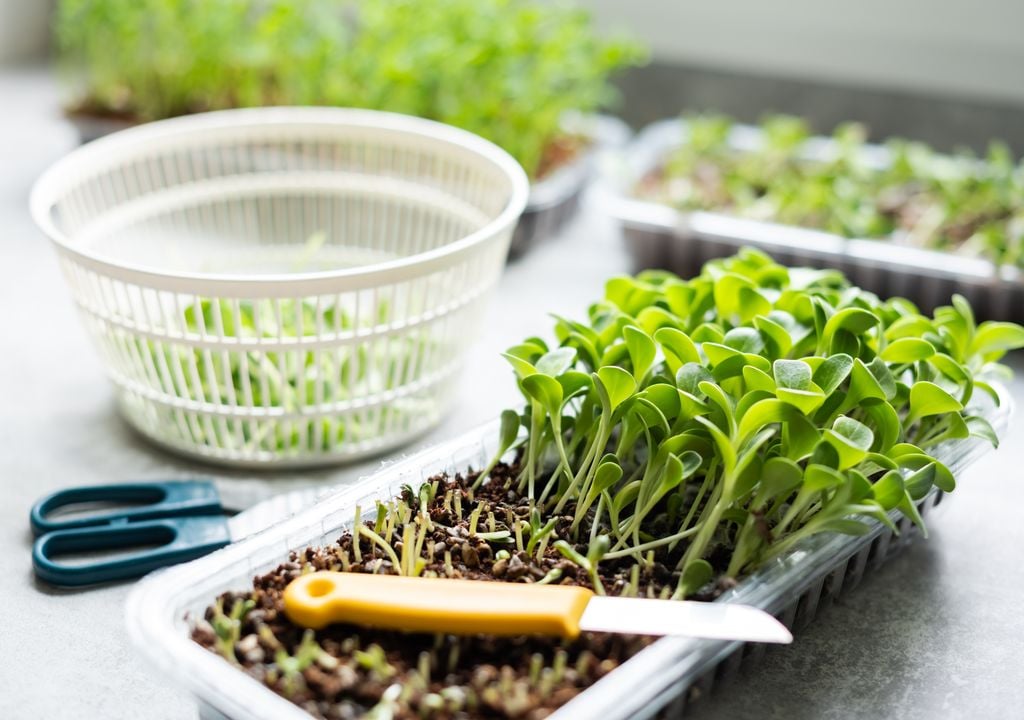 Microgreens: un recurso de los mejores chefs también a tu alcance.