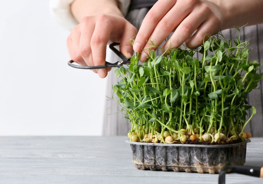 En menos de 20 días, tus microgreens pueden estar ya listas para consumir.