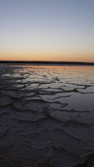 Microorganismos extremófilos: explorando los límites de la vida en la Tierra