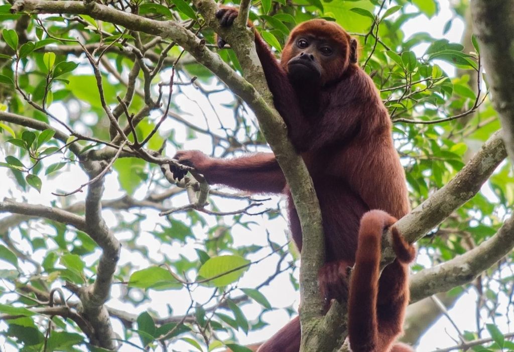 Microplástico foi encontrado na barriga de dois guaribas-vermelhos. Foto: Miguel Monteiro