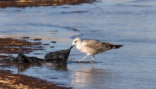 Micropl&aacute;sticos na praia da Barra evidenciam a urg&ecirc;ncia de vigiar toda a costa portuguesa