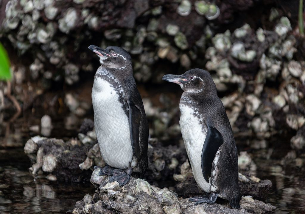 Endangered Galapagos penguins in Ecuador are at risk.