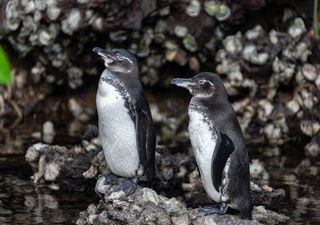 Microplastics are being eaten by the endangered Galapagos penguin