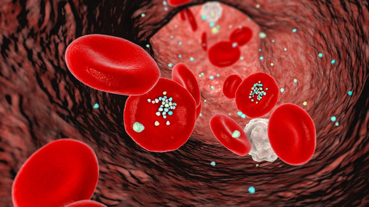 Los investigadores estudiaron cómo afectan los microplásticos de poliestireno al funcionamiento de las células inmunitarias.