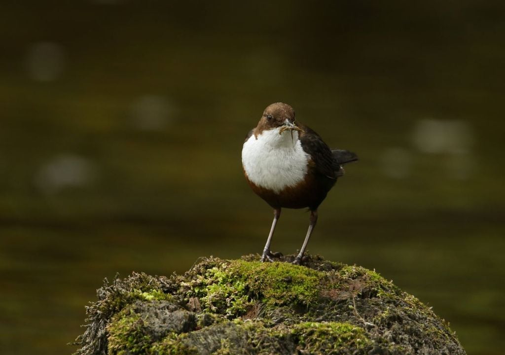 Dippers eat insects found in and around rivers.