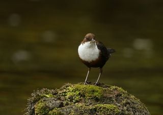 Microplastics passed to baby birds in insects fed by parents