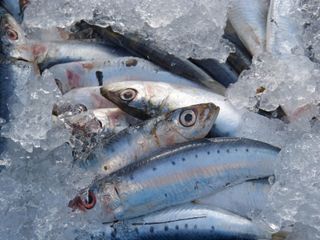 Microsplásticos en los peces del Mediterráneo occidental