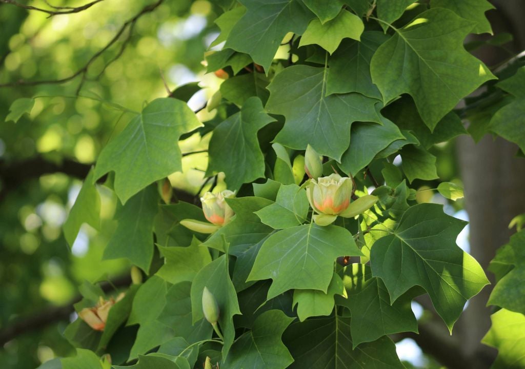 árbol lleno de hojas verdes