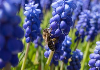 Miel púrpura: el enigma apícola que solo ocurre en Carolina del Norte