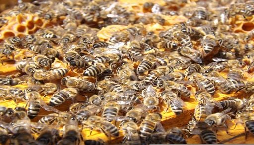 Le miel est-il vraiment un bon rem&egrave;de de grand-m&egrave;re ?