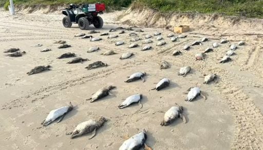 Migra&ccedil;&atilde;o e morte de 2 mil pinguins em SC gera alerta nas praias brasileiras