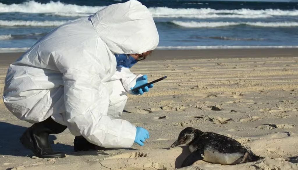 A presença de pinguins no litoral sul e sudeste do Brasil é comum entre os meses de maio e outubro; profissionais usam proteção contra a Influenza Aviária. Foto: R3 Animal/Divulgação A presença de pinguins no litoral sul e sudeste do Brasil é comum entre os meses de maio e outubro; profissionais usam proteção contra a Influenza Aviária. Foto: R3 Animal/Divulgação