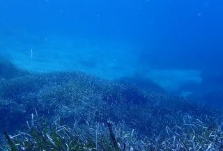 Migración vertical marina por el cambio climático