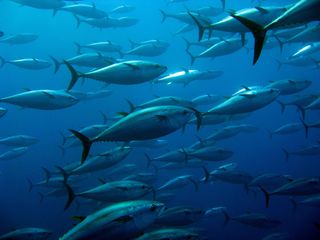 ¿Qué relación tienen los episodios de calima con el atún que consumes en lata?