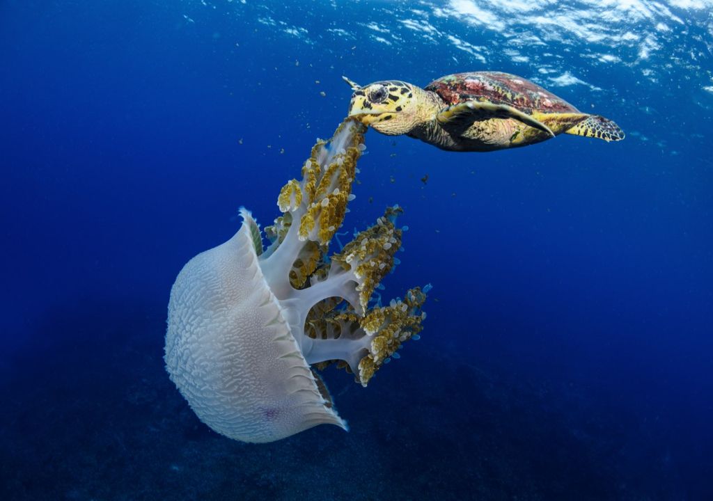 Hawksbill Turtle Chasing Lunch