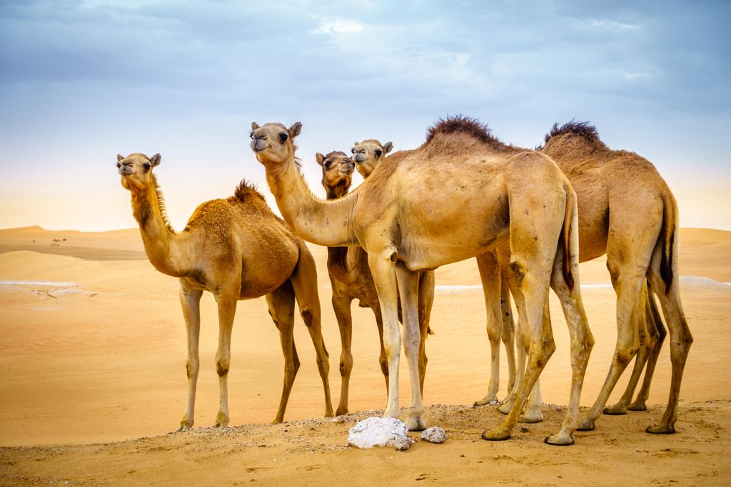 Wild camels migrate far to find water
