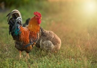 Mike, das kopflose Huhn: Wie hat dieser Hahn 18 Monate überlebt, nachdem er geköpft wurde?