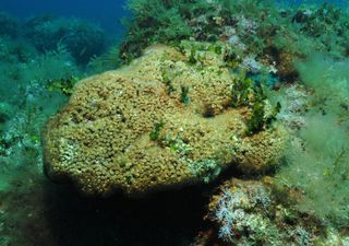 Mikroplastik bedroht Mittelmeer-Korallen: Neue Studie offenbart alarmierende Belastung geschützter Riffe