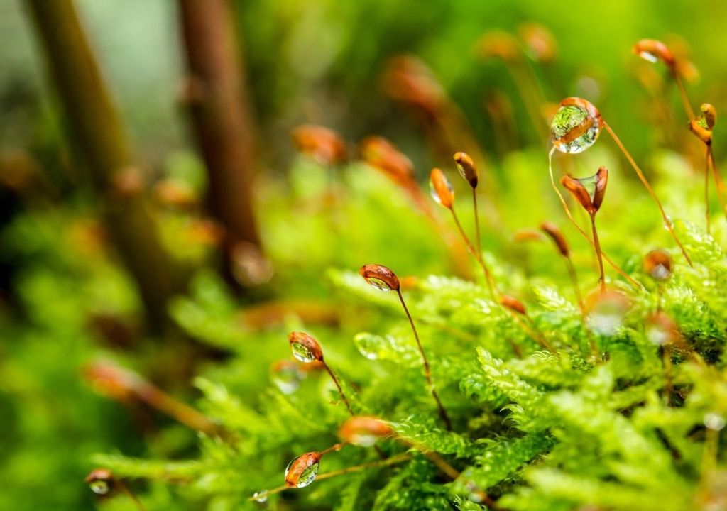 Außer in den Böden wurde Mikroplastik auch in Laub und in atmosphärischen Ablagerungen entdeckt.