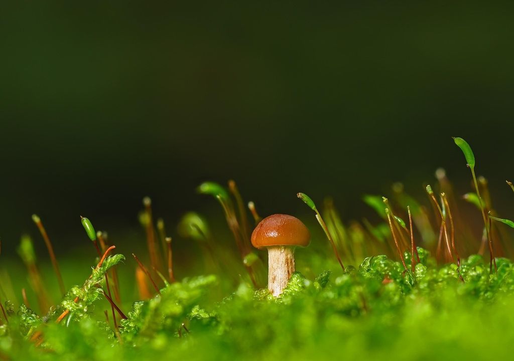 Anders als auf Feldern oder in Wohngebieten scheint Mikroplastik in Wäldern ausschließlich über die Atmosphäre zugeführt zu werden.