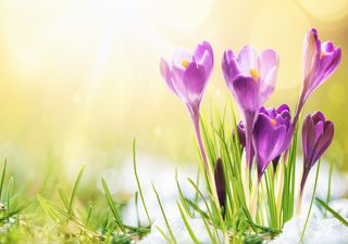 Bis 17 Grad: Extreme Frühlingswärme einen Tag vor Heilgabend!