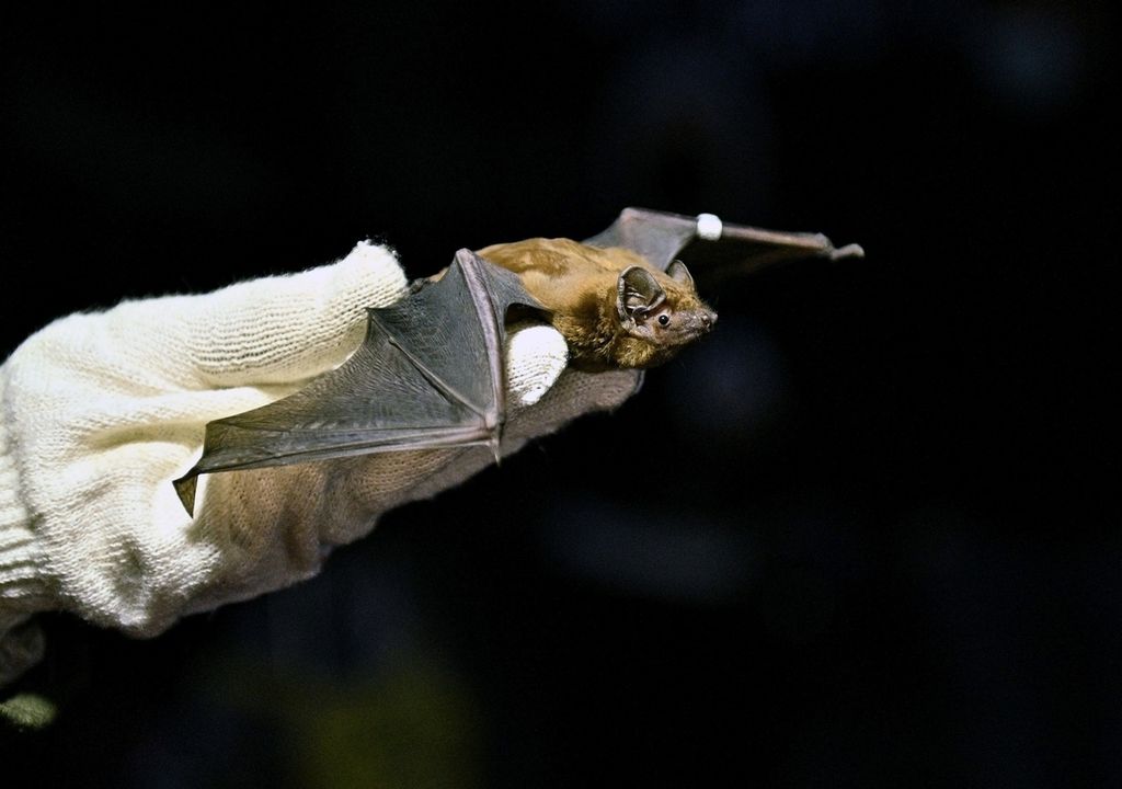 Großer Abendsegler (Nyctalus noctula) Großer Abendsegler (Nyctalus noctula)