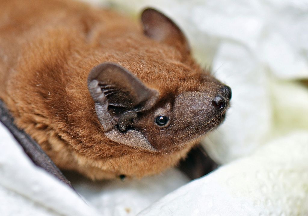 Großer Abendsegler (Nyctalus noctula) Großer Abendsegler (Nyctalus noctula)