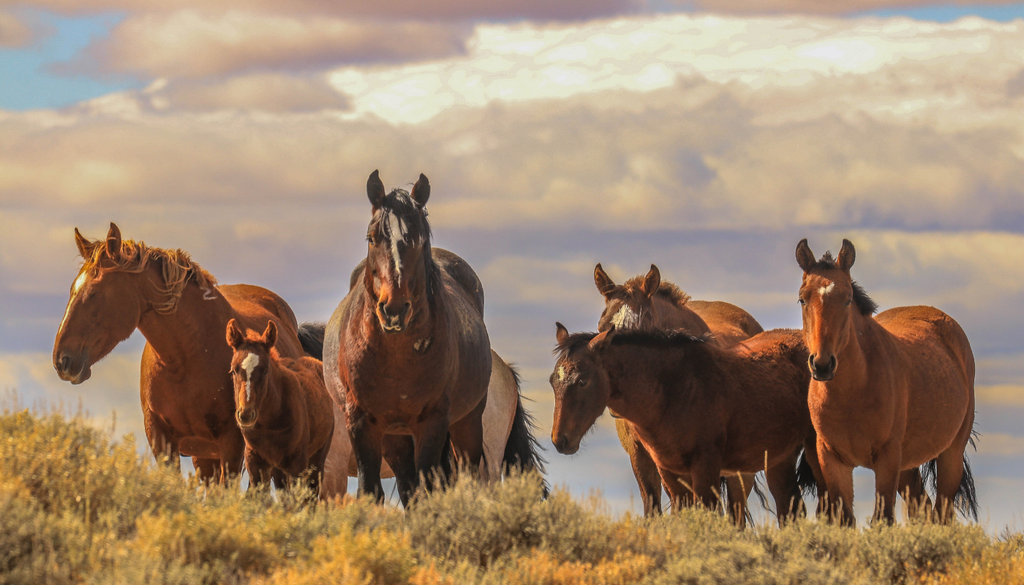 animal; historia; noticia; preservacion Desde 1971, la legislación de Estados Unidos reconoce a los caballos y burros salvajes como símbolos vivos del espíritu histórico y pionero del país.