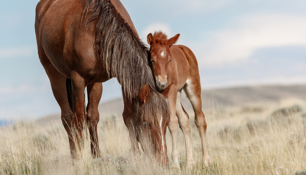Estados Unidos; venta caballos salvajes; mustang; proteccion animal Películas como Spirit: el corcel indomable reforzaron la presencia del caballo salvaje como símbolo de libertad, resistencia y de los paisajes abiertos del oeste estadounidense.