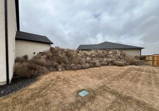 ¡Insólito! Miles de cardos rusos invaden y paralizan una ciudad de Utah 