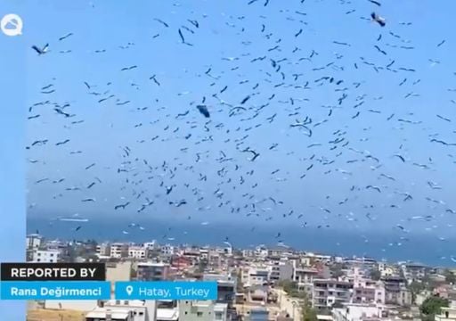 Miles de cig&uuml;e&ntilde;as cubren el cielo de Turqu&iacute;a: el impresionante fen&oacute;meno que anticipa un viaje de miles de kil&oacute;metros