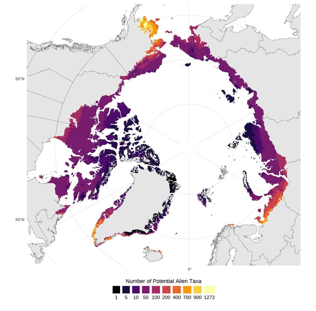 Este mapa muestra puntos calientes para posibles nuevas plantas vasculares exóticas en el Ártico. Cuanto más claro sea el color, mayor será el número de especies potenciales por 1 x 1 km. Ilustración: Museo Universitario NTNU