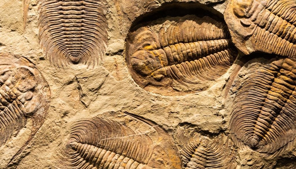 En tierra firme el registro aparece fragmentado entre diferentes cuencas sedimentarias